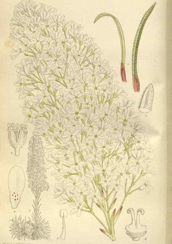 Reproducción/Reproduction 35666792430: Curtis's botanical magazine.. London ; New York [etc.] :Academic Press [etc.]