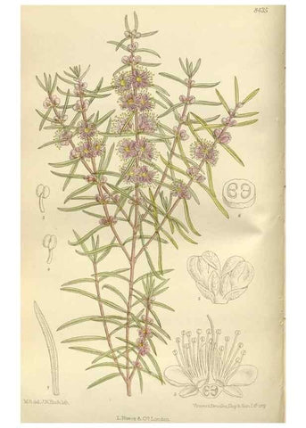 Reproducción/Reproduction 35666794250: Curtis's botanical magazine.. London ; New York [etc.] :Academic Press [etc.]