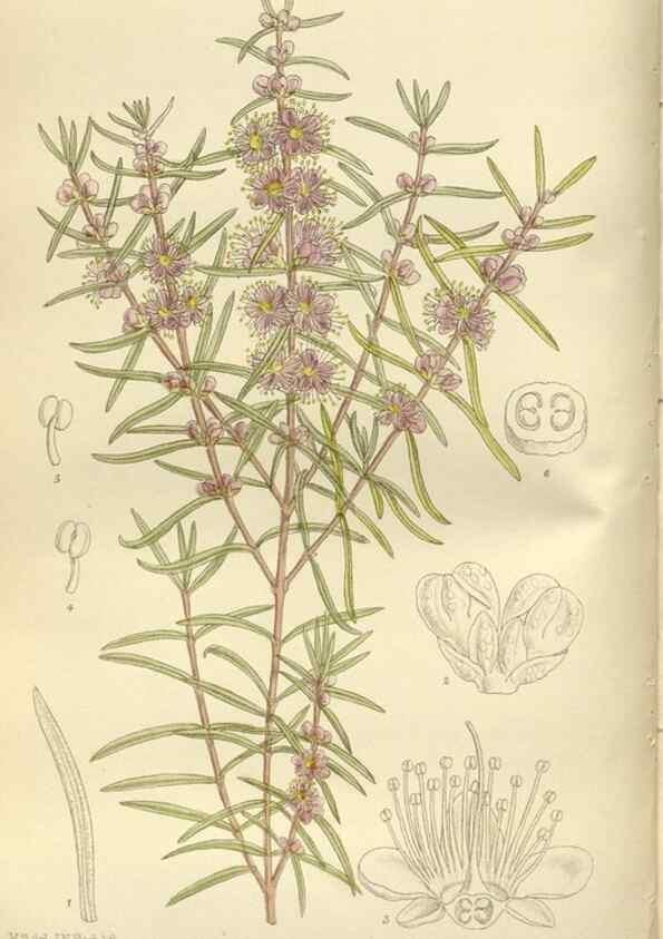 Reproducción/Reproduction 35666794250: Curtis's botanical magazine.. London ; New York [etc.] :Academic Press [etc.]