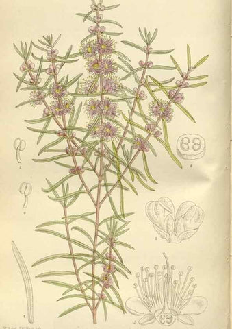 Reproducción/Reproduction 35666794250: Curtis's botanical magazine.. London ; New York [etc.] :Academic Press [etc.]