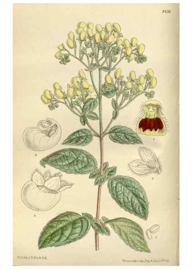 Reproducción/Reproduction 35666796240: Curtis's botanical magazine.. London ; New York [etc.] :Academic Press [etc.]