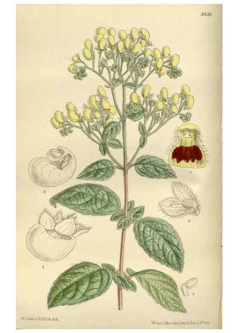 Reproducción/Reproduction 35666796240: Curtis's botanical magazine.. London ; New York [etc.] :Academic Press [etc.]