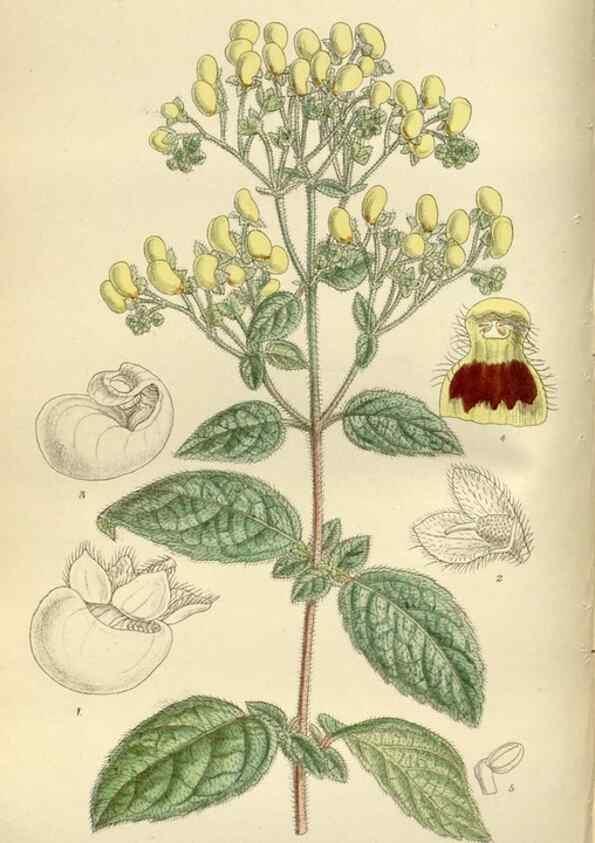 Reproducción/Reproduction 35666796240: Curtis's botanical magazine.. London ; New York [etc.] :Academic Press [etc.]