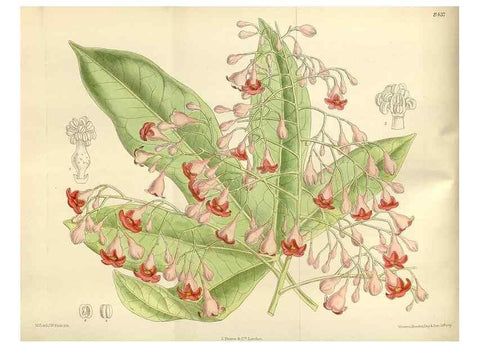 Reproducción/Reproduction 35247253773: Curtis's botanical magazine.. London ; New York [etc.] :Academic Press [etc.]
