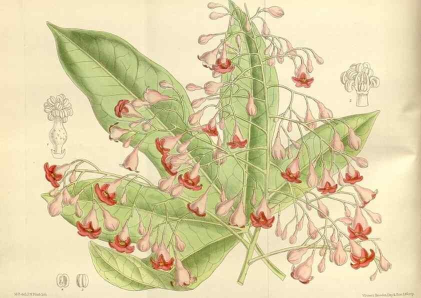 Reproducción/Reproduction 35247253773: Curtis's botanical magazine.. London ; New York [etc.] :Academic Press [etc.]