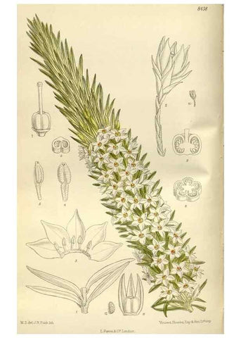 Reproducción/Reproduction 36056371925: Curtis's botanical magazine.. London ; New York [etc.] :Academic Press [etc.]