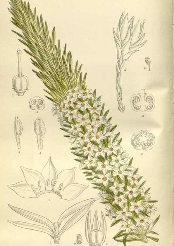 Reproducción/Reproduction 36056371925: Curtis's botanical magazine.. London ; New York [etc.] :Academic Press [etc.]