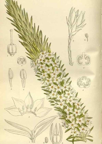 Reproducción/Reproduction 36056371925: Curtis's botanical magazine.. London ; New York [etc.] :Academic Press [etc.]