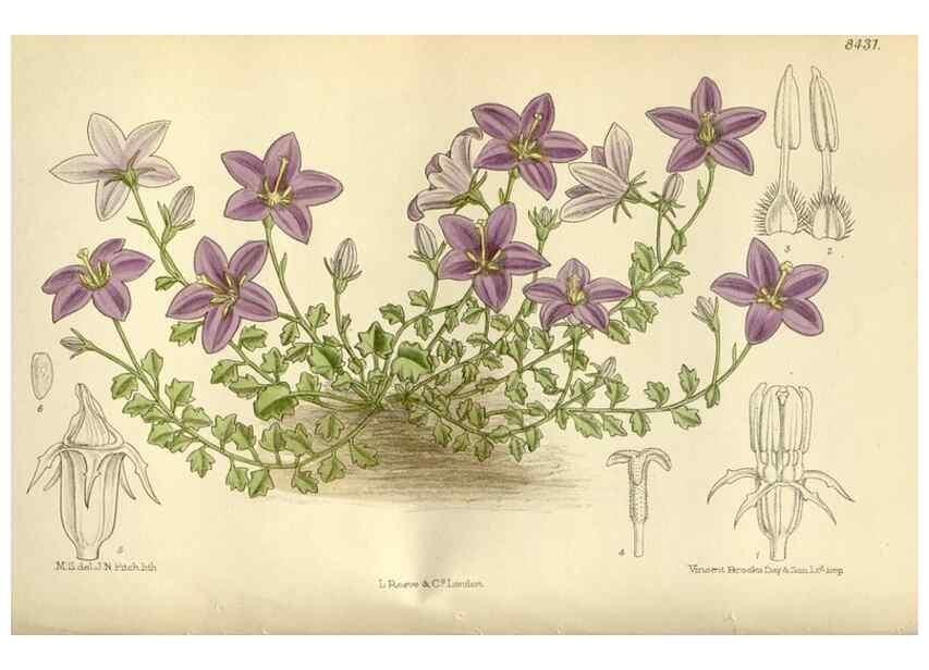 Reproducción/Reproduction 35666787800: Curtis's botanical magazine.. London ; New York [etc.] :Academic Press [etc.]