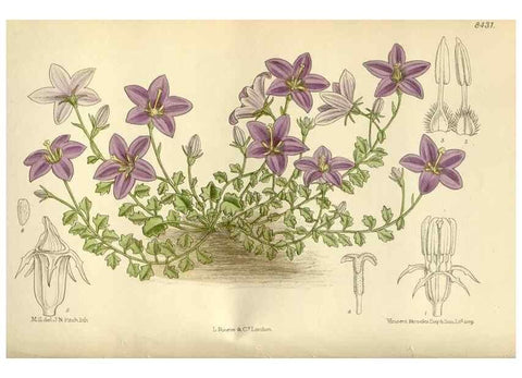 Reproducción/Reproduction 35666787800: Curtis's botanical magazine.. London ; New York [etc.] :Academic Press [etc.]