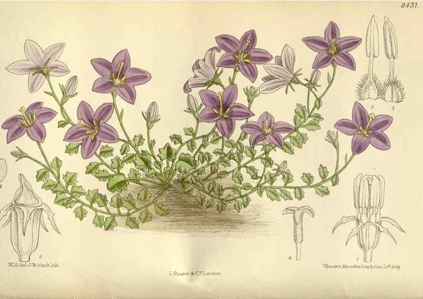 Reproducción/Reproduction 35666787800: Curtis's botanical magazine.. London ; New York [etc.] :Academic Press [etc.]