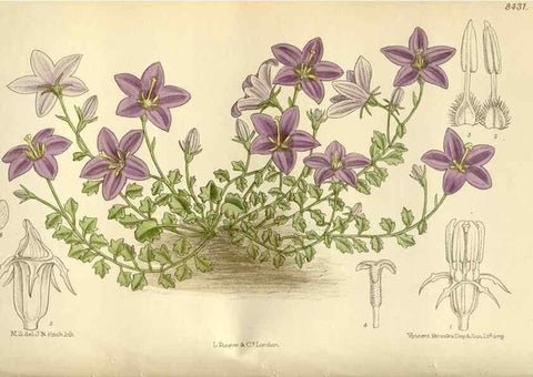 Reproducción/Reproduction 35666787800: Curtis's botanical magazine.. London ; New York [etc.] :Academic Press [etc.]