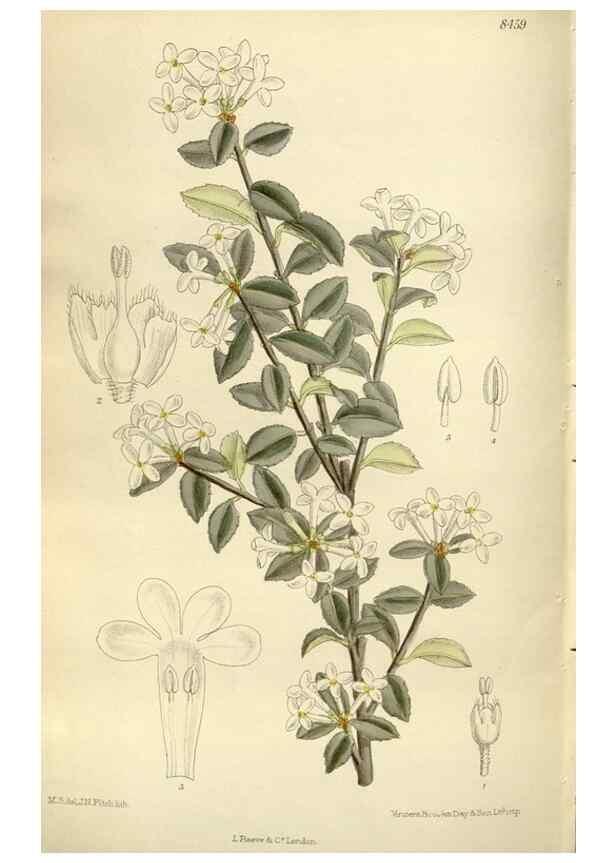 Reproducción/Reproduction 36056404445: Curtis's botanical magazine.. London ; New York [etc.] :Academic Press [etc.]