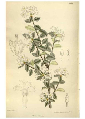 Reproducción/Reproduction 36056404445: Curtis's botanical magazine.. London ; New York [etc.] :Academic Press [etc.]