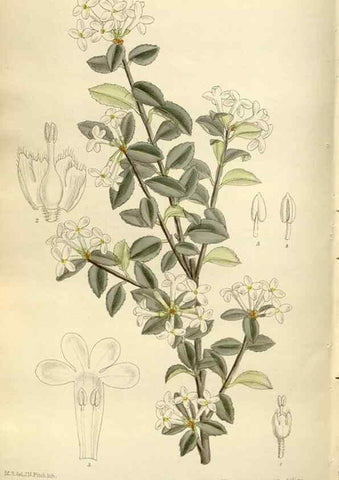 Reproducción/Reproduction 36056404445: Curtis's botanical magazine.. London ; New York [etc.] :Academic Press [etc.]