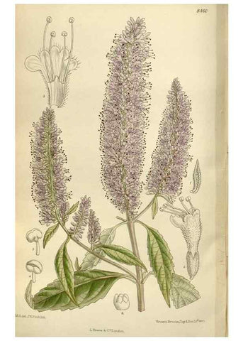 Reproducción/Reproduction 35885074552: Curtis's botanical magazine.. London ; New York [etc.] :Academic Press [etc.]