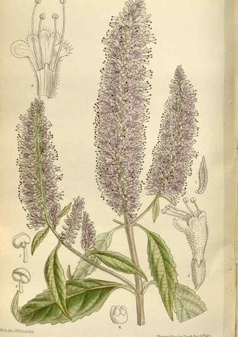 Reproducción/Reproduction 35885074552: Curtis's botanical magazine.. London ; New York [etc.] :Academic Press [etc.]