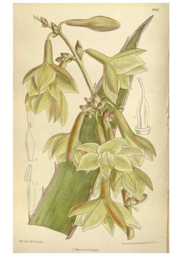Reproducción/Reproduction 36014980016: Curtis's botanical magazine.. London ; New York [etc.] :Academic Press [etc.]