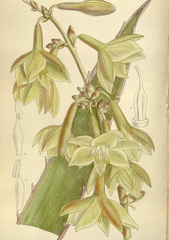 Reproducción/Reproduction 36014980016: Curtis's botanical magazine.. London ; New York [etc.] :Academic Press [etc.]