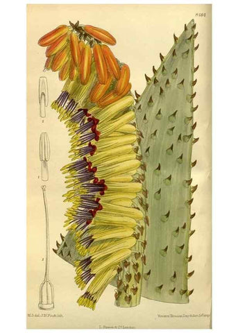Reproducción/Reproduction 35885138542: Curtis's botanical magazine.. London ; New York [etc.] :Academic Press [etc.]