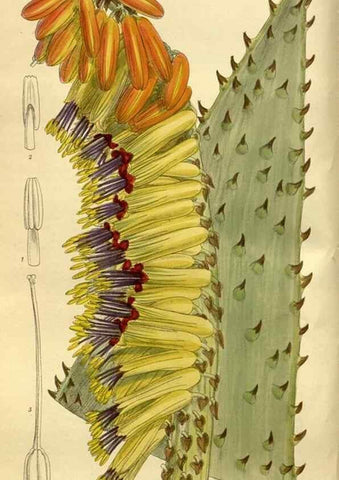 Reproducción/Reproduction 35885138542: Curtis's botanical magazine.. London ; New York [etc.] :Academic Press [etc.]