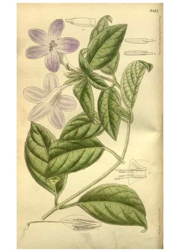 Reproducción/Reproduction 35885140932: Curtis's botanical magazine.. London ; New York [etc.] :Academic Press [etc.]