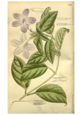 Reproducción/Reproduction 35885140932: Curtis's botanical magazine.. London ; New York [etc.] :Academic Press [etc.]