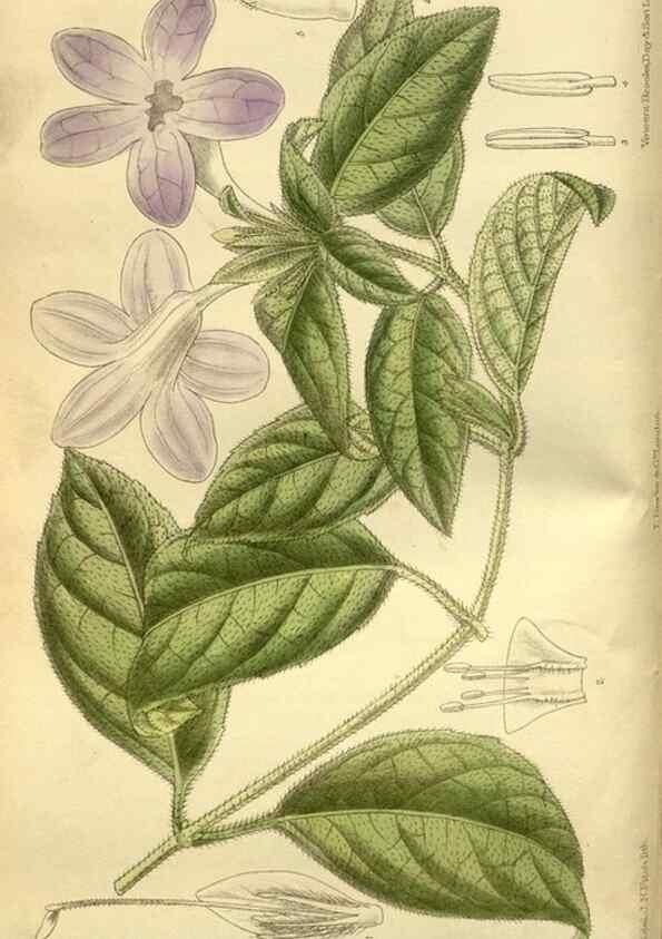 Reproducción/Reproduction 35885140932: Curtis's botanical magazine.. London ; New York [etc.] :Academic Press [etc.]
