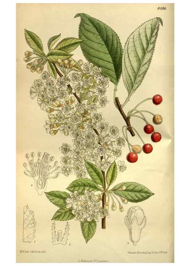 Reproducción/Reproduction 36015057346: Curtis's botanical magazine.. London ; New York [etc.] :Academic Press [etc.]