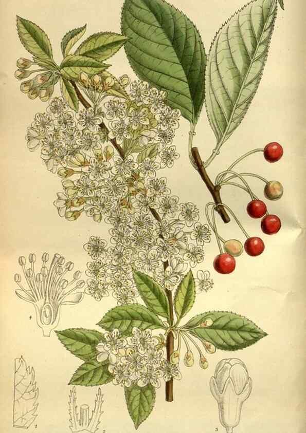 Reproducción/Reproduction 36015057346: Curtis's botanical magazine.. London ; New York [etc.] :Academic Press [etc.]