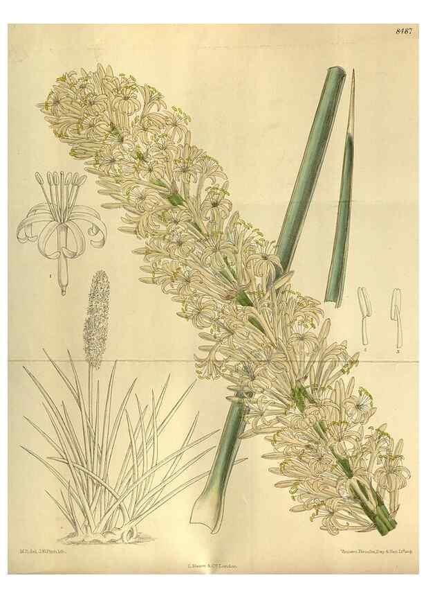 Reproducción/Reproduction 36015058646: Curtis's botanical magazine.. London ; New York [etc.] :Academic Press [etc.]