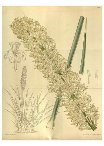 Reproducción/Reproduction 36015058646: Curtis's botanical magazine.. London ; New York [etc.] :Academic Press [etc.]