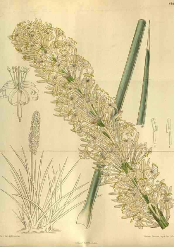 Reproducción/Reproduction 36015058646: Curtis's botanical magazine.. London ; New York [etc.] :Academic Press [etc.]