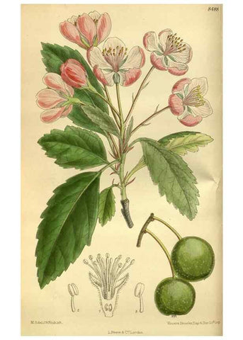 Reproducción/Reproduction 35885150762: Curtis's botanical magazine.. London ; New York [etc.] :Academic Press [etc.]