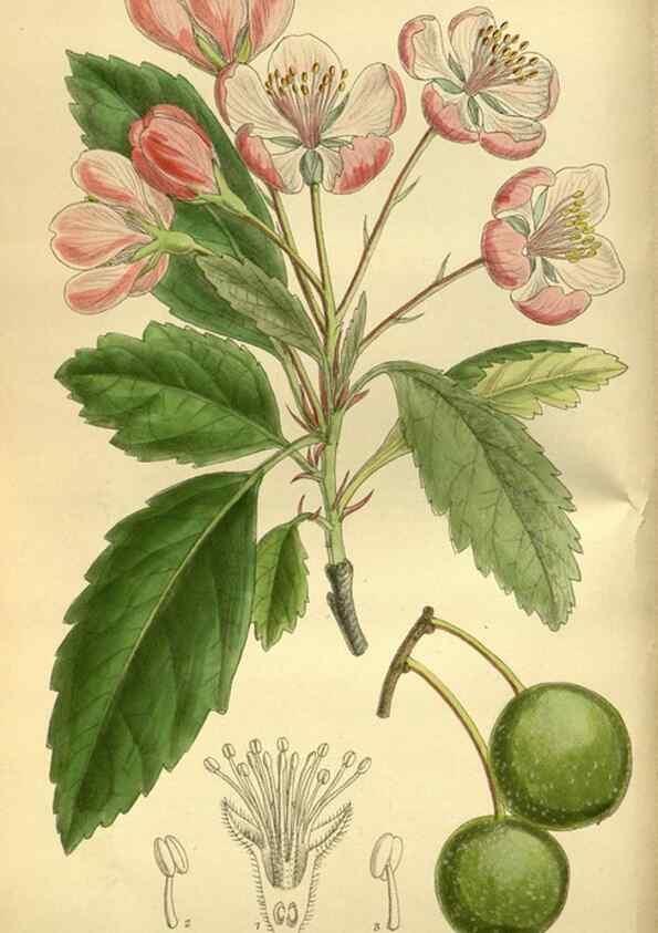 Reproducción/Reproduction 35885150762: Curtis's botanical magazine.. London ; New York [etc.] :Academic Press [etc.]