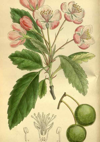 Reproducción/Reproduction 35885150762: Curtis's botanical magazine.. London ; New York [etc.] :Academic Press [etc.]