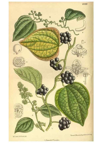 Reproducción/Reproduction 35885153902: Curtis's botanical magazine.. London ; New York [etc.] :Academic Press [etc.]
