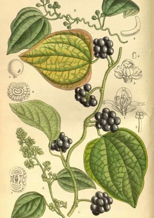 Reproducción/Reproduction 35885153902: Curtis's botanical magazine.. London ; New York [etc.] :Academic Press [etc.]