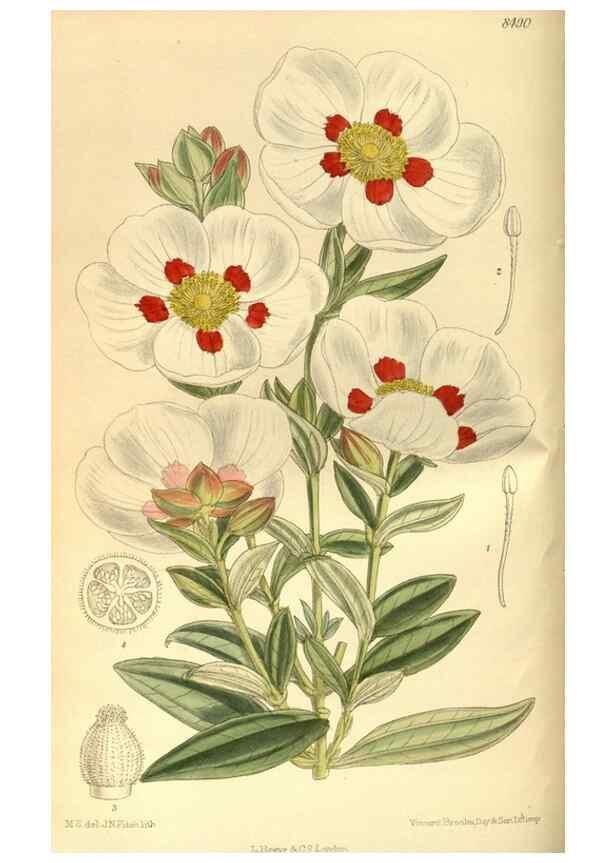 Reproducción/Reproduction 35247520163: Curtis's botanical magazine.. London ; New York [etc.] :Academic Press [etc.]