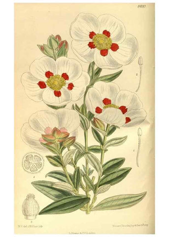 Reproducción/Reproduction 35247520163: Curtis's botanical magazine.. London ; New York [etc.] :Academic Press [etc.]