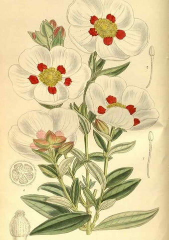 Reproducción/Reproduction 35247520163: Curtis's botanical magazine.. London ; New York [etc.] :Academic Press [etc.]