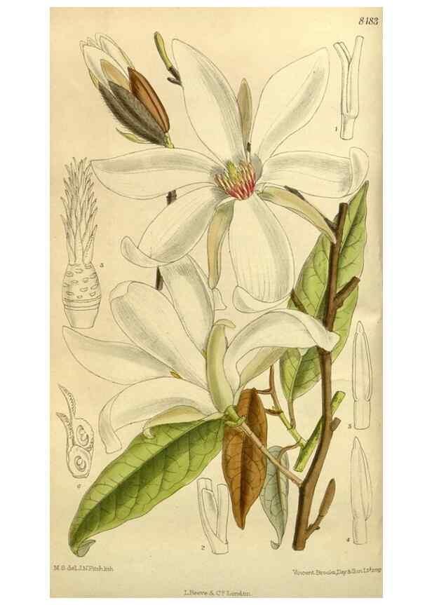 Reproducción/Reproduction 35922791631: Curtis's botanical magazine.. London ; New York [etc.] :Academic Press [etc.]