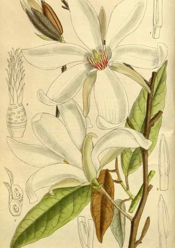 Reproducción/Reproduction 35922791631: Curtis's botanical magazine.. London ; New York [etc.] :Academic Press [etc.]