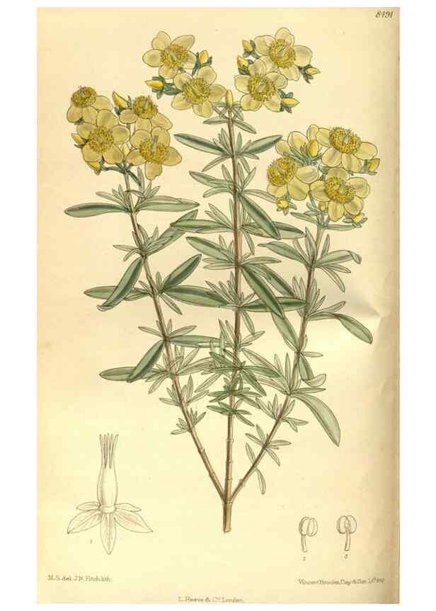 Reproducción/Reproduction 35247524083: Curtis's botanical magazine.. London ; New York [etc.] :Academic Press [etc.]