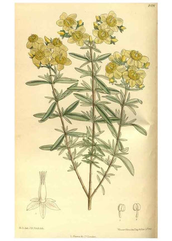 Reproducción/Reproduction 35247524083: Curtis's botanical magazine.. London ; New York [etc.] :Academic Press [etc.]