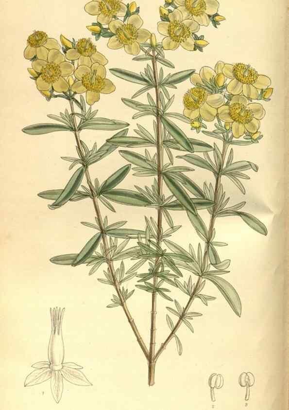 Reproducción/Reproduction 35247524083: Curtis's botanical magazine.. London ; New York [etc.] :Academic Press [etc.]