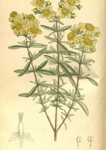 Reproducción/Reproduction 35247524083: Curtis's botanical magazine.. London ; New York [etc.] :Academic Press [etc.]