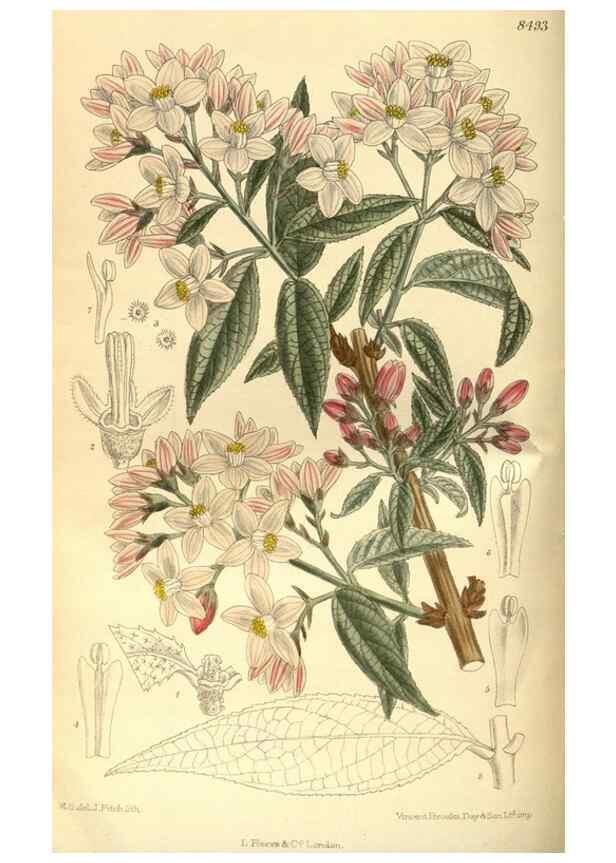 Reproducción/Reproduction 36015065136: Curtis's botanical magazine.. London ; New York [etc.] :Academic Press [etc.]