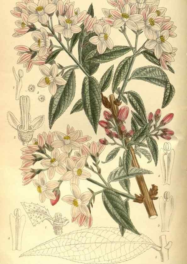 Reproducción/Reproduction 36015065136: Curtis's botanical magazine.. London ; New York [etc.] :Academic Press [etc.]