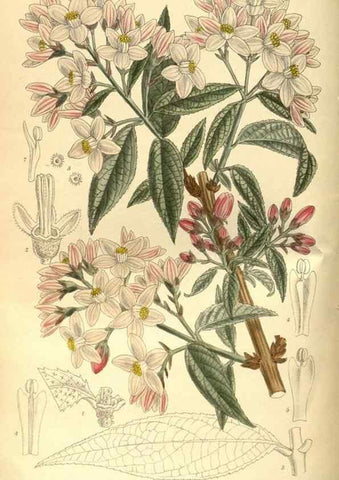 Reproducción/Reproduction 36015065136: Curtis's botanical magazine.. London ; New York [etc.] :Academic Press [etc.]